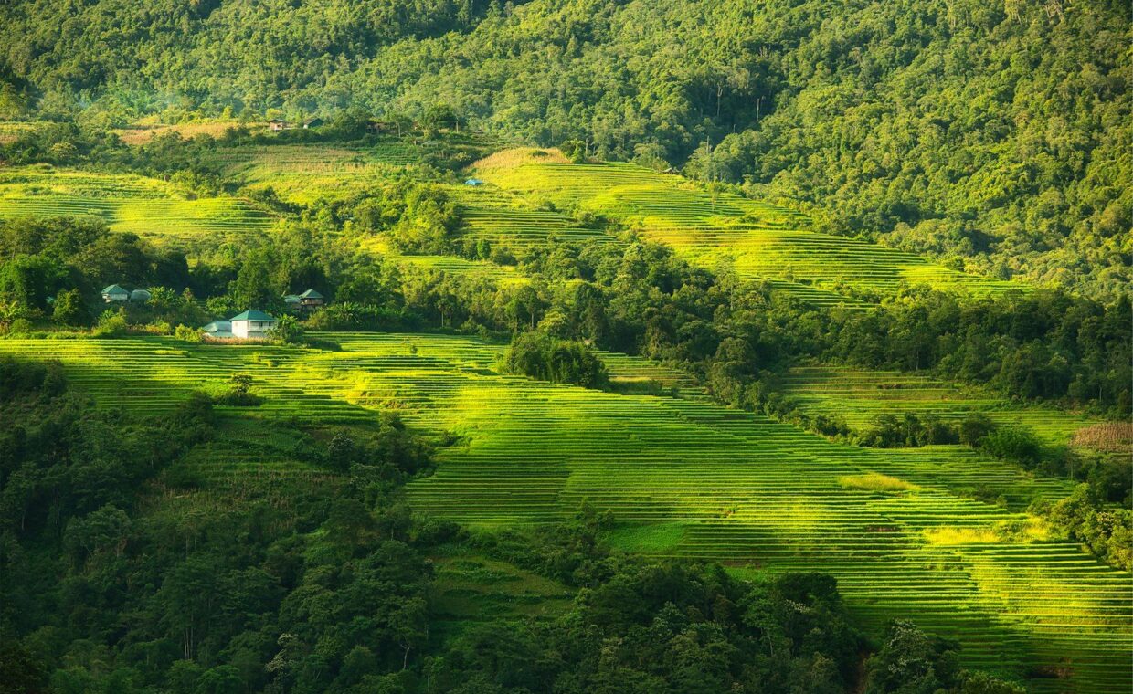 a lush green hillside covered in lots of trees